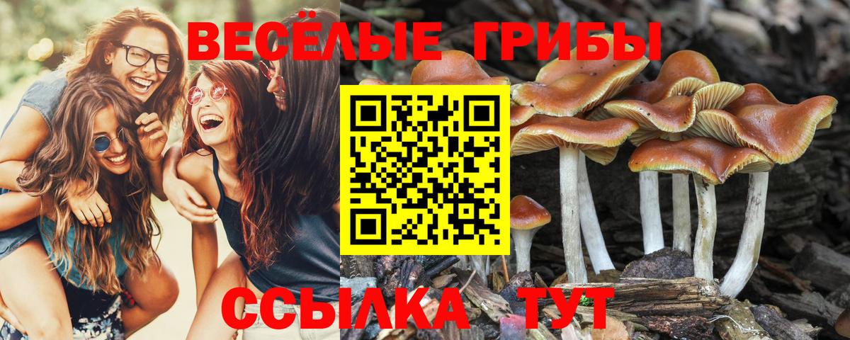 Псилоцибиновые грибы мицелий Ухта